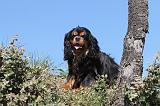 CAVALIER KING CHARLES 012